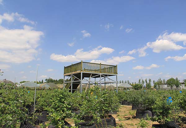 四川逸田藍莓種苗基地