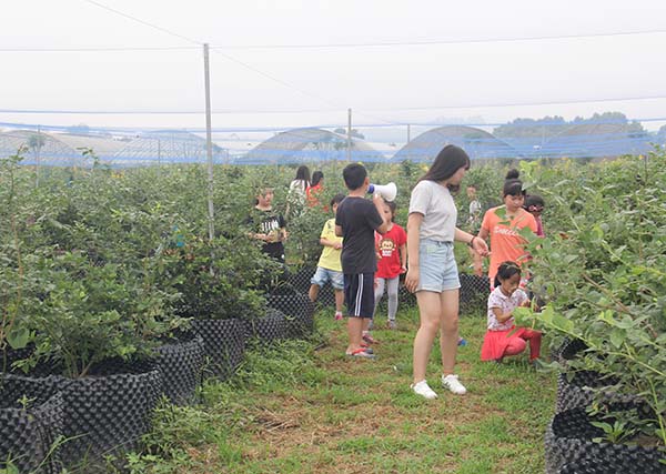 四川藍莓無土盆栽