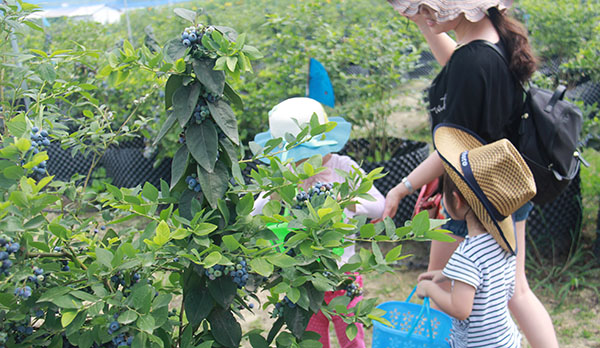 四川藍莓無土盆栽基地