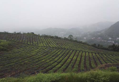 四川藍莓種苗培育基地