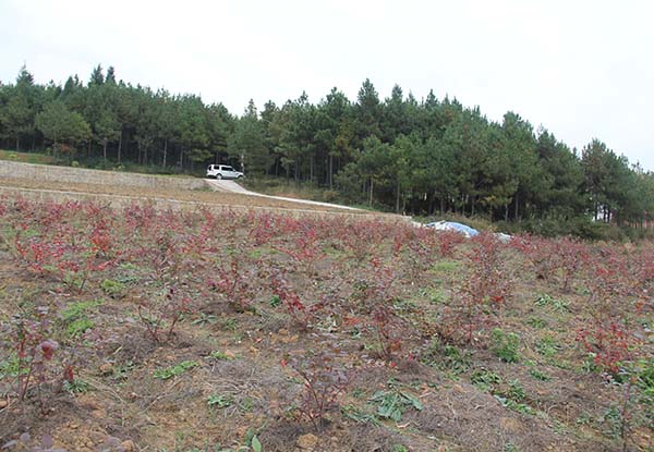 四川逸田藍莓種苗基地