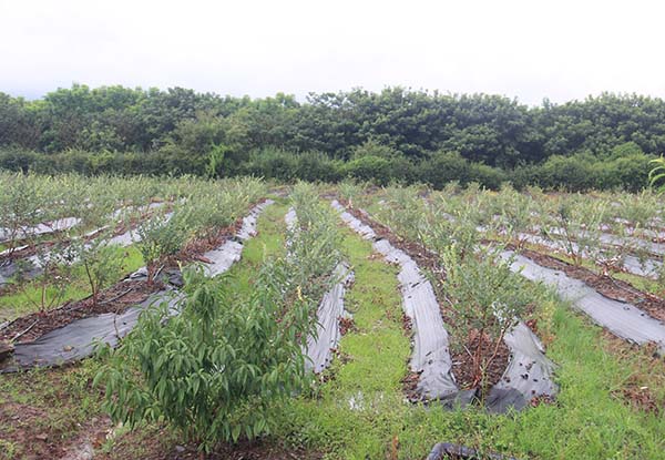 涼山藍莓種苗基地