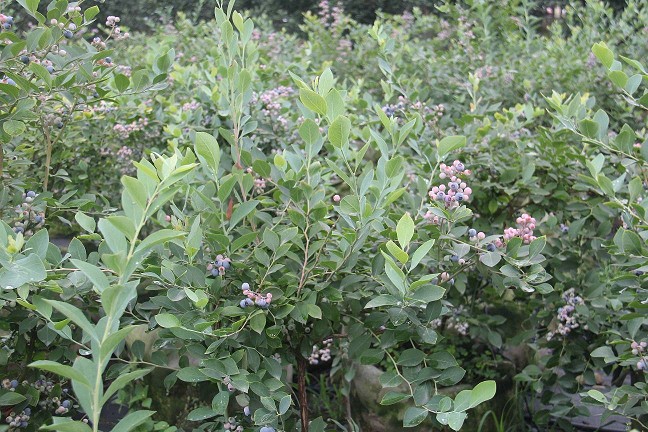 成都溫江藍莓種苗基地