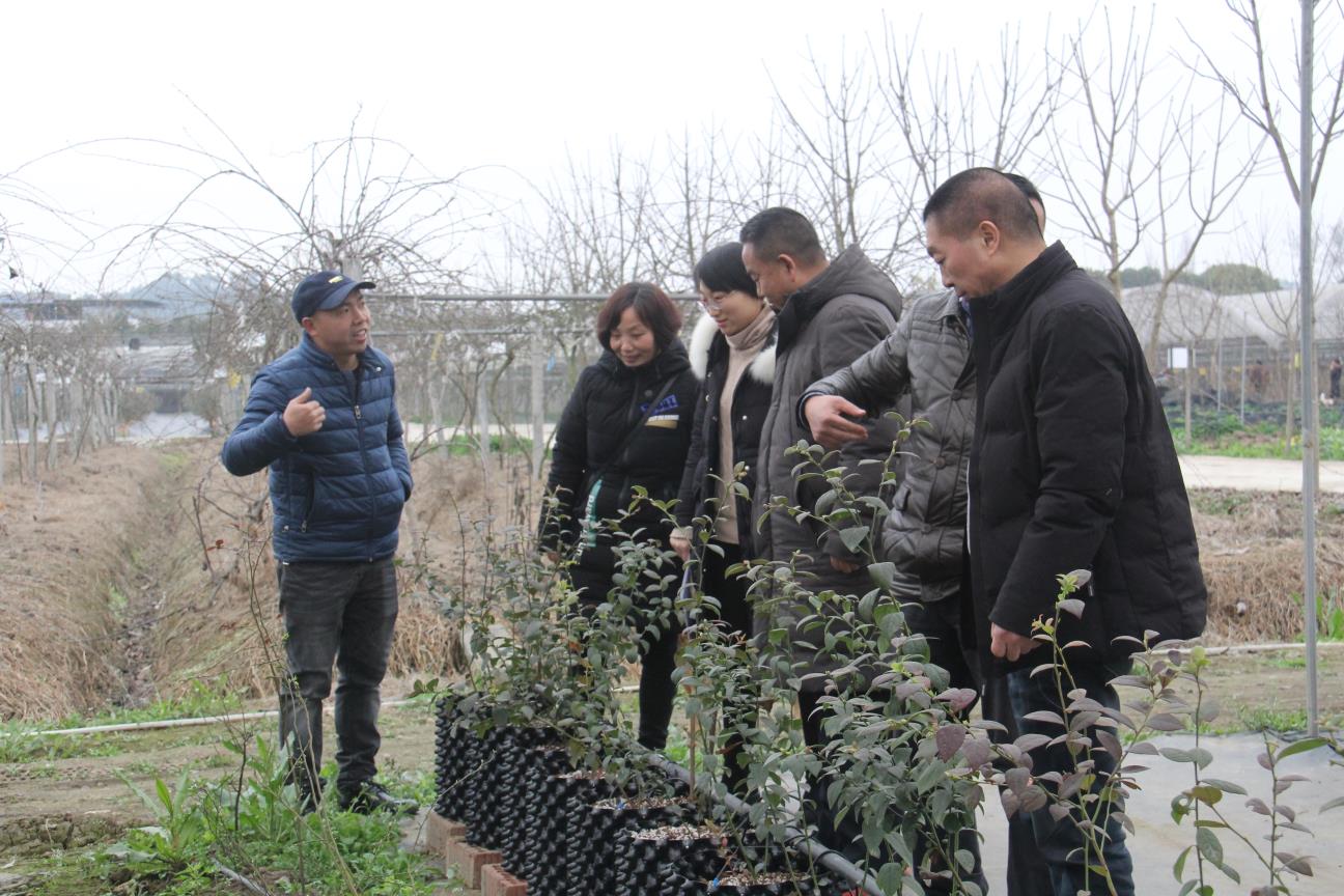 成都逸田與四川省農業科學院園藝研究所關于藍莓新品種新技術示范項目驗收合格